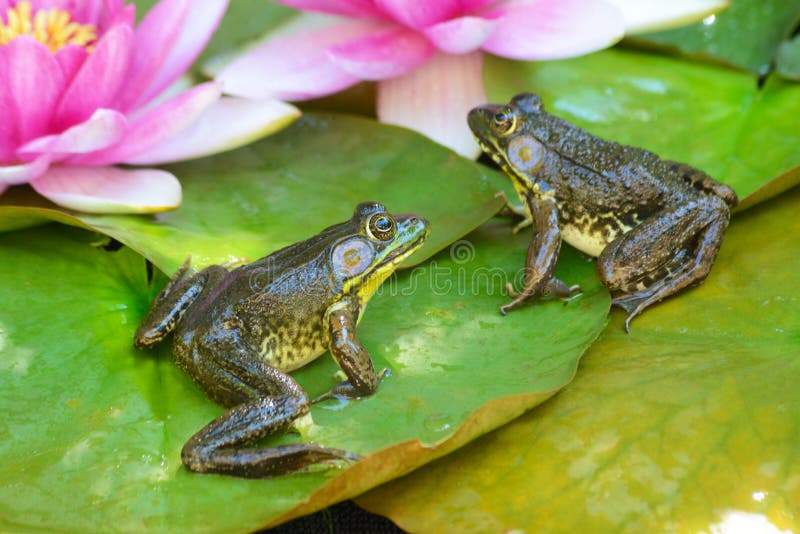 Two frogs sitting on water lilly pads. Frogs sit on a pad among pink water lilies stock photos