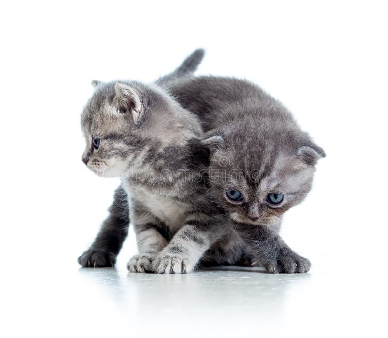 Two funny cat kittens play together. Over white background stock photography Two funny cat kittens play together. Over white background stock photography