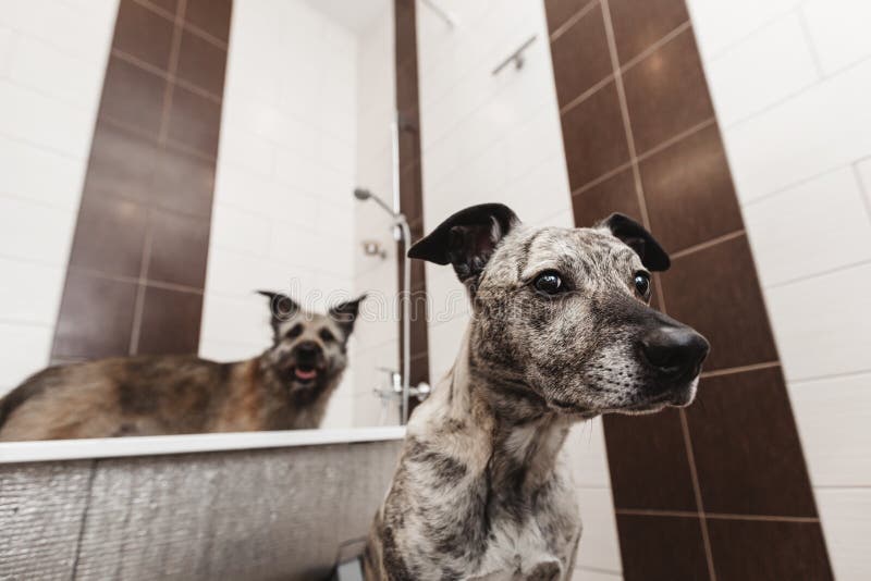 Two funny dogs in the bathroom are waiting to be washed. Bathtub stand stock images, royalty-free photos and pictures