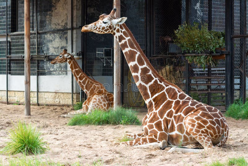 do giraffes have two hearts do giraffes have two hearts