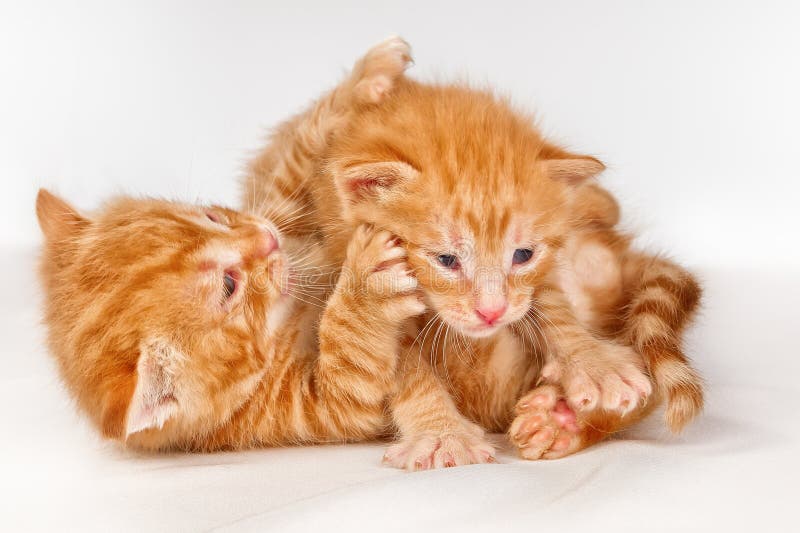 Two Funny Little Red Hair Kittens Stock Image - Image of cute, animal ...