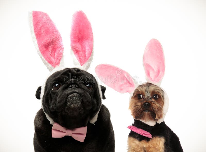 Two funny looking dogs wearing easter bunny ears on white abckground