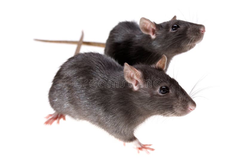 2,719 Funny Rats Stock Photos - Free & Royalty-Free Stock Photos from Dreamstime 2,719 Funny Rats Stock Photos - Free & Royalty-Free Stock Photos from Dreamstime