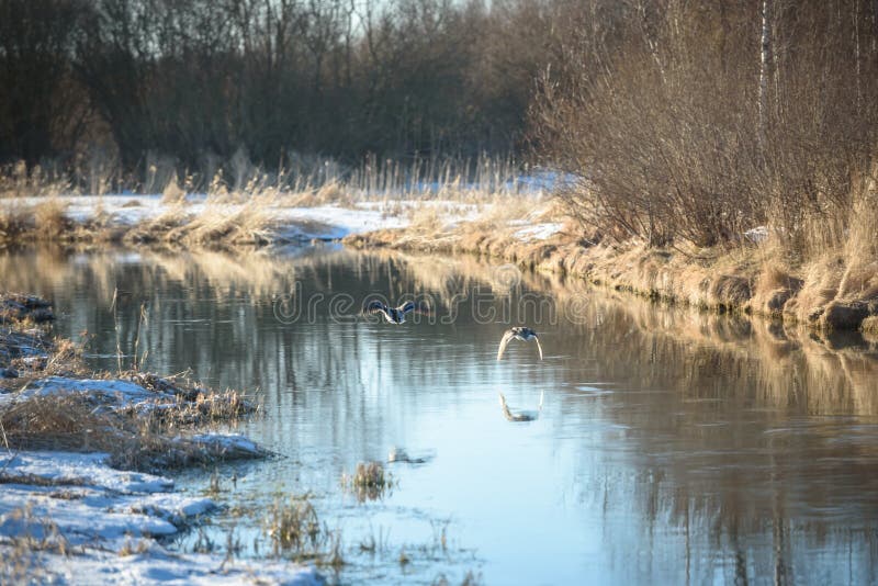 Two geese flying over the spring water of the river