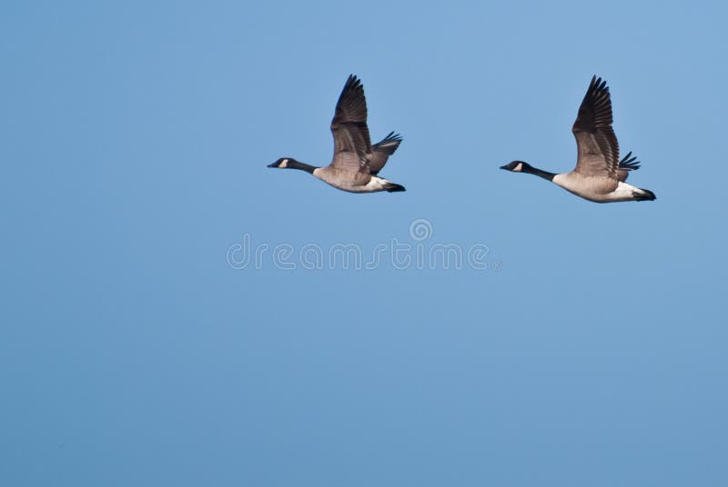 Two Geese Flying In Unison