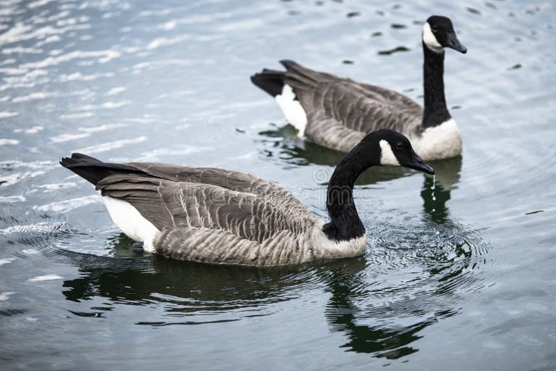 Geese swimming in a lake stock images Geese swimming in a lake stock images