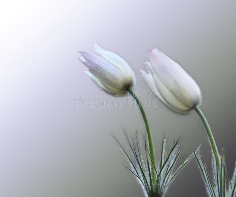 Two gentle snowdrops