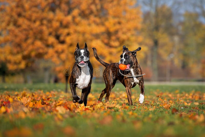 Two German Boxer Dogs Playing Outdoors Stock Photo Image of green