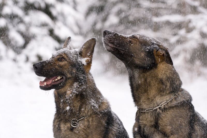 Two German Sheepdogs in winter woods