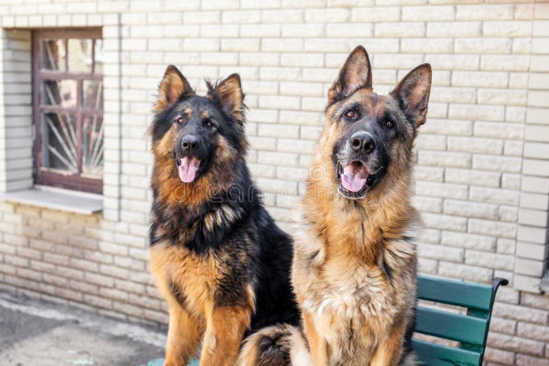 Two German Shepherd dog, stock image. Image of front - 56262029