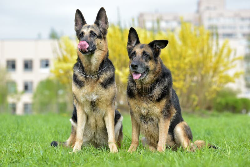 Two German shepherd dogs stock photo. Image of isolated - 15743280