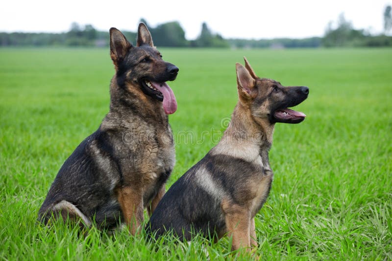 Two German shepherds