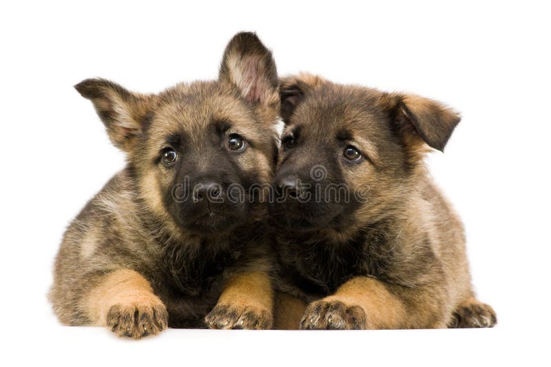Two German shepherds puppys