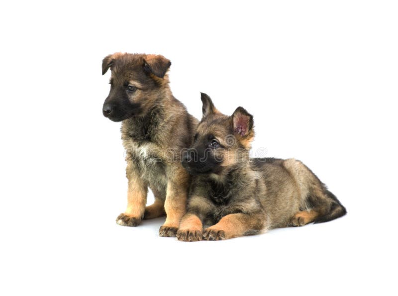 Two Germany sheep-dog puppies