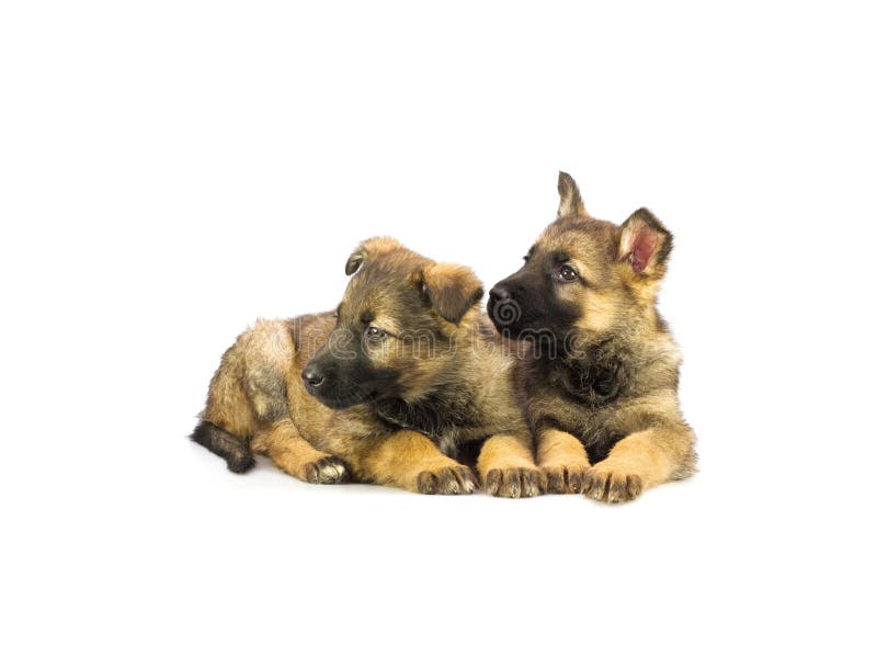 Two Germany sheep-dog puppies