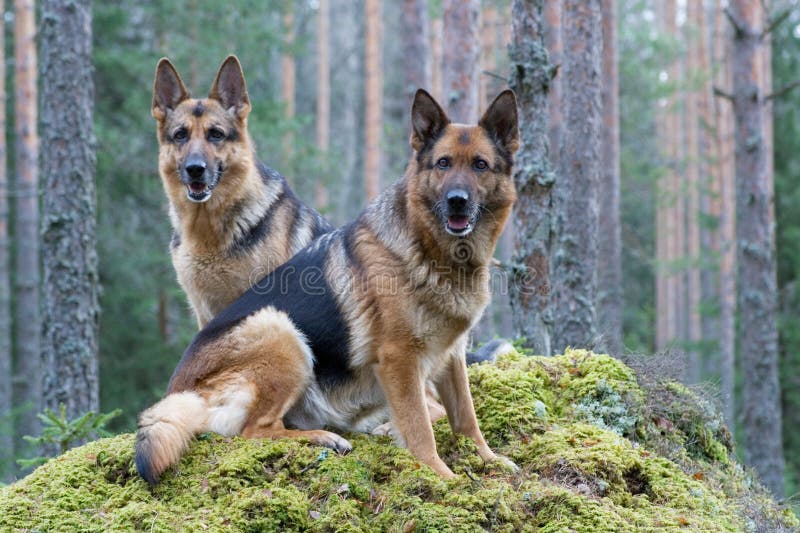 Two Germany shepherds