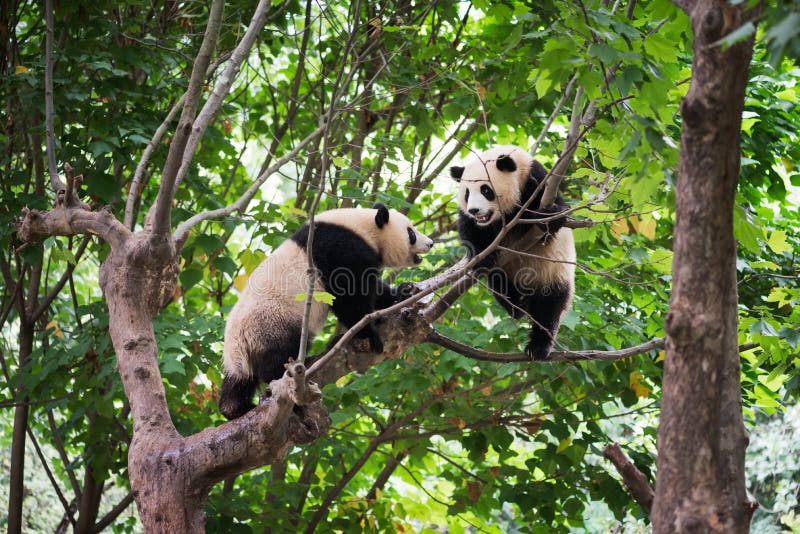 Two giant pandas playing in a tree royalty free stock photo