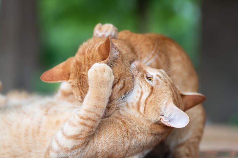 Two adorable cats playing stock photo. Image of kitty 29146532