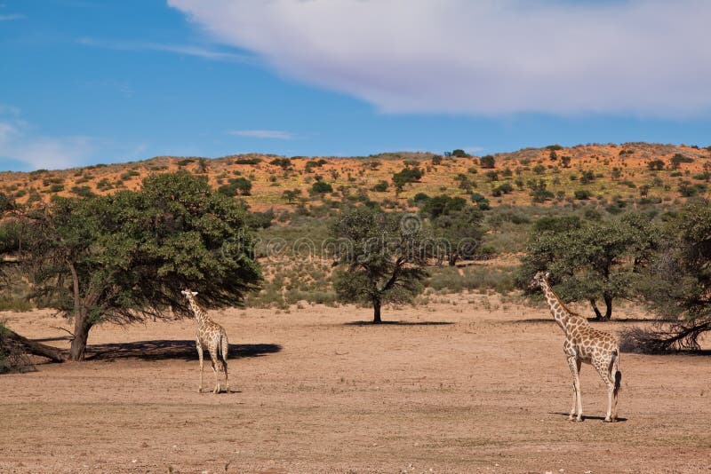 Two giraffe walking in the desert dry landscape royalty free stock photography Two giraffe walking in the desert dry landscape royalty free stock photography