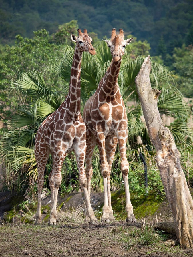 Giraffe hug stock image. Image of body, herbivore, pattern 18007427