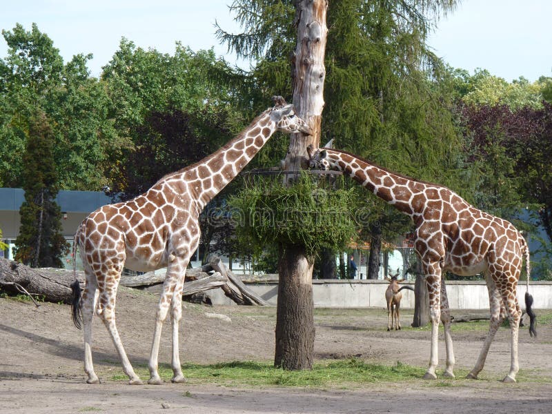 Giraffes Eat Leaves from the Acacia Trees Stock Photo Image of background, giraffe 145927594