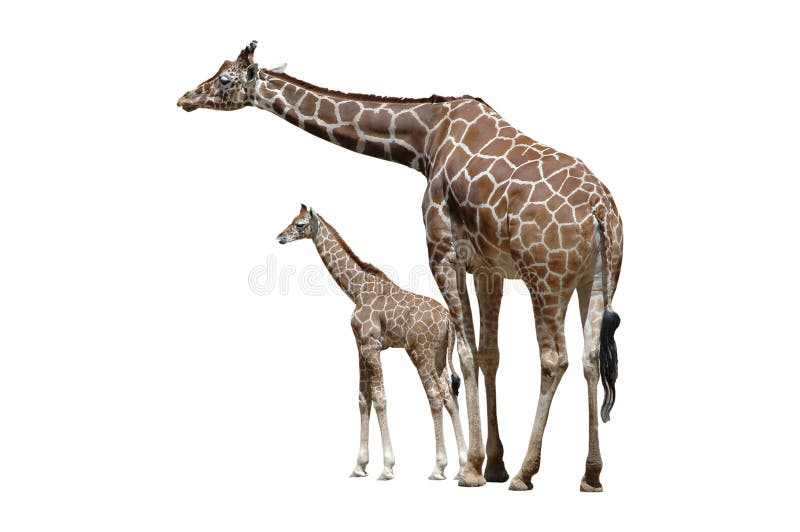 Two Giraffes Isolated on White stock photos Two Giraffes Isolated on White stock photos