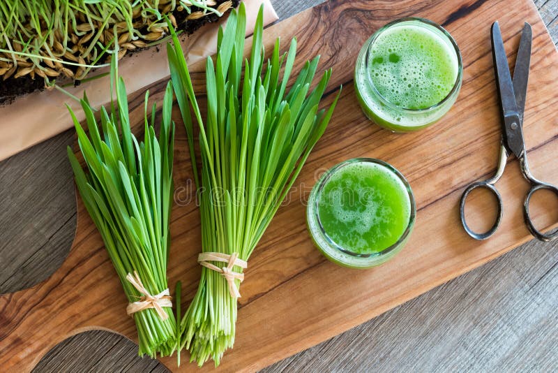 Two glasses of barley grass juice with freshly harvested barley