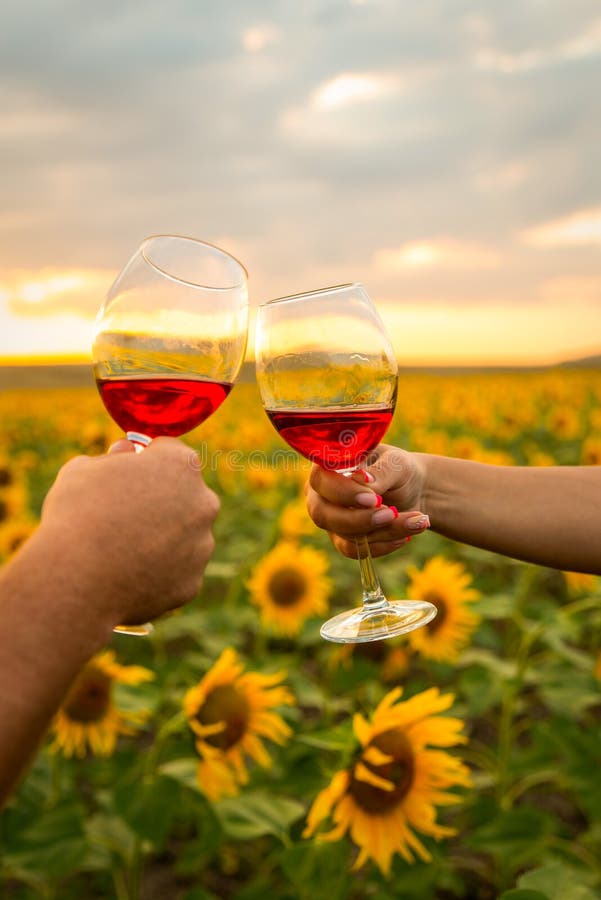 Wine glasses at sunset on sunflowers field