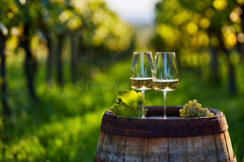 Two glasses of white wine on an old wooden barrel in a vineyard royalty free stock photography