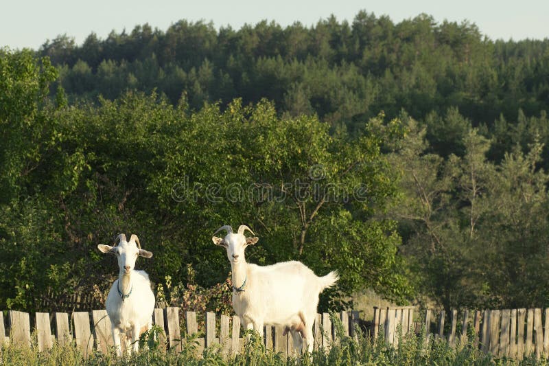 Two white goats graze on a background of pine forest royalty free stock photo