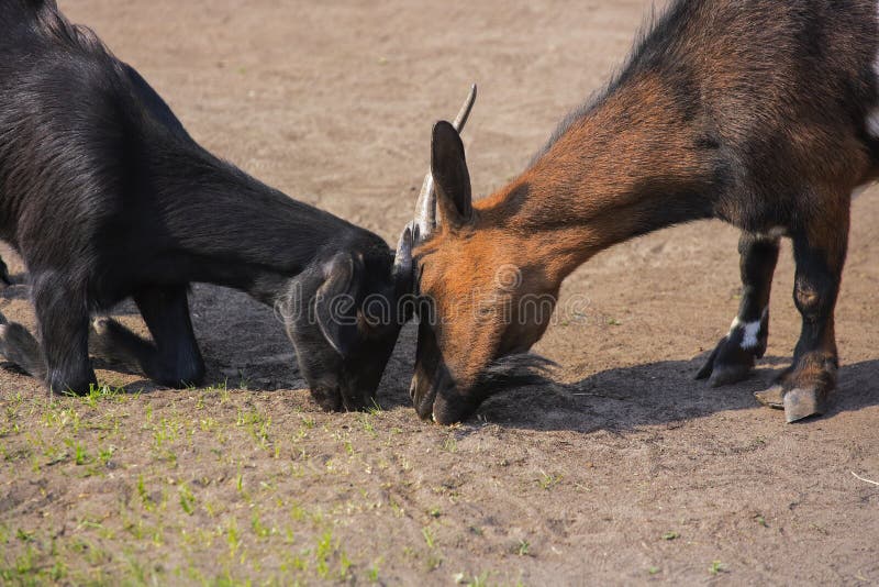 Two goats are greedily nibbling the last of the grass in the pasture. Fight for food and animal survival in a drought.