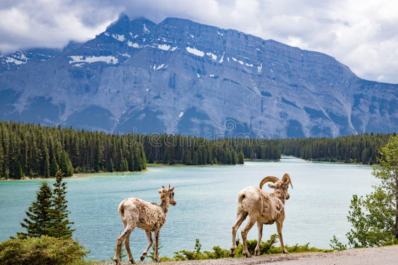 Two Goats by Two Jack Lake in Balff National Park. A pair of mountain goats by Two Jake Lake in Banff National Park in Canada royalty free stock photos Two Goats by Two Jack Lake in Balff National Park. A pair of mountain goats by Two Jake Lake in Banff National Park in Canada royalty free stock photos