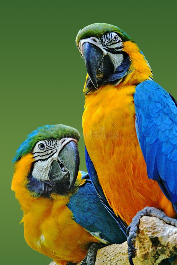 Two gold and blue macaws