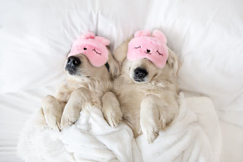 30,225 Sleeping Animals Stock Photos - Free & Royalty-Free Stock Photos from Dreamstime 30,225 Sleeping Animals Stock Photos - Free & Royalty-Free Stock Photos from Dreamstime