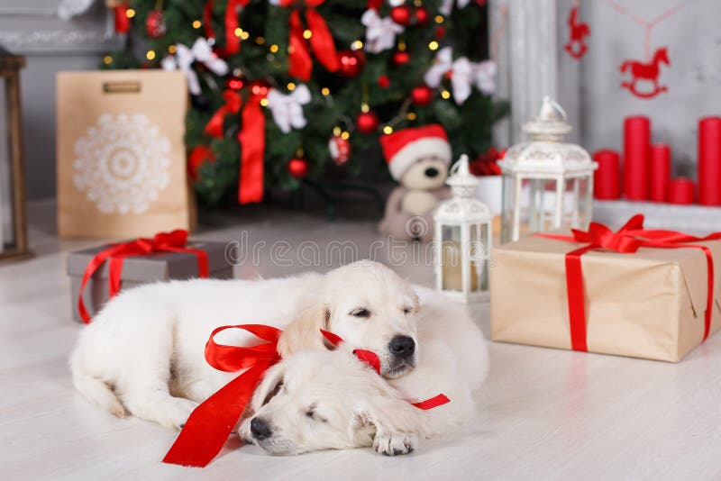 Two Golden Retriever Puppies Near Christmas Tree With ...