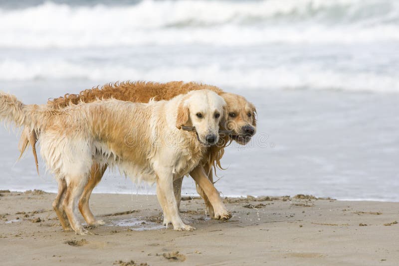 Two Golden Retrievers Picture. Image 3555516