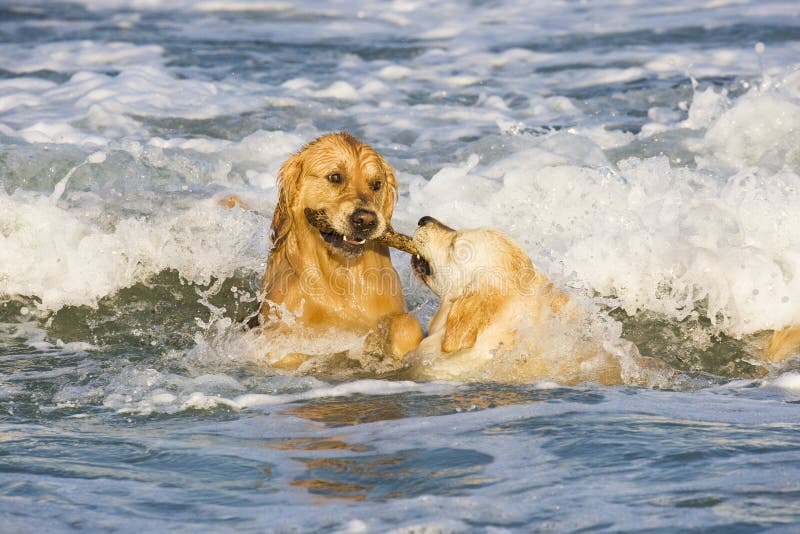 Two Golden Retrievers Picture. Image 5920149
