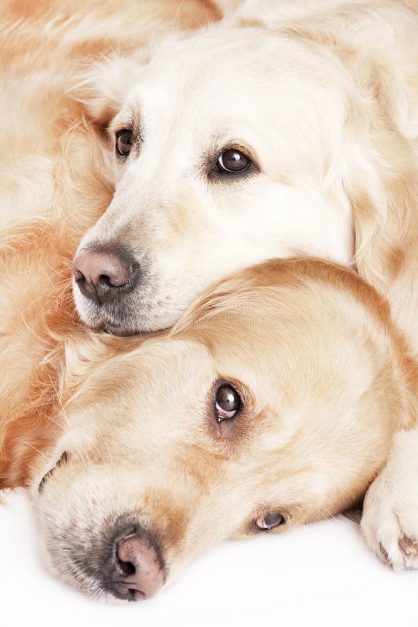 Two Golden Retrievers