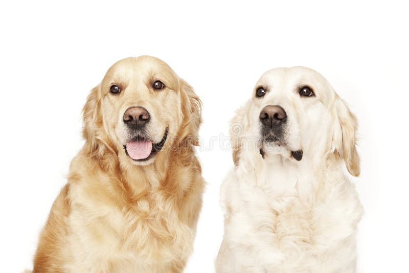 Two Golden Retrievers