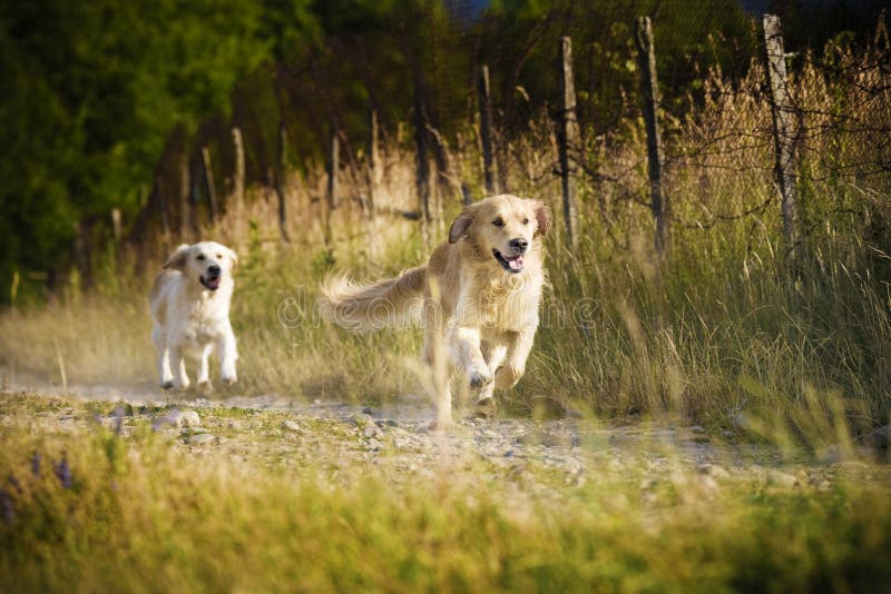 Can Golden Retrievers Run Long Distances