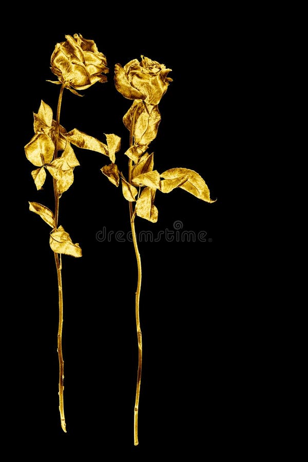 Two golden rose flowers on black background isolated close up, two long stem gold roses, shiny yellow metal flower bouquet, decor