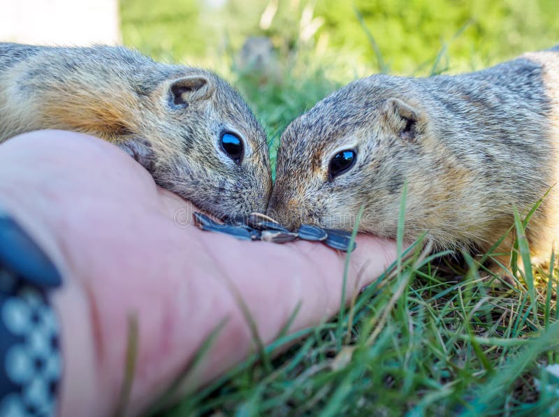 Two gophers are eating sunflower seeds from a human hand. Close-up.
