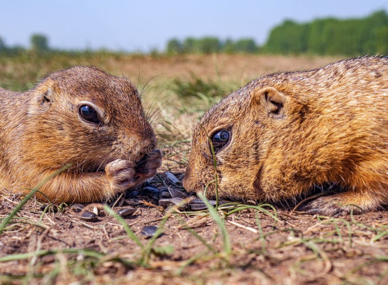 Two gophers on the lawn are eating sunflower seeds face to face.
