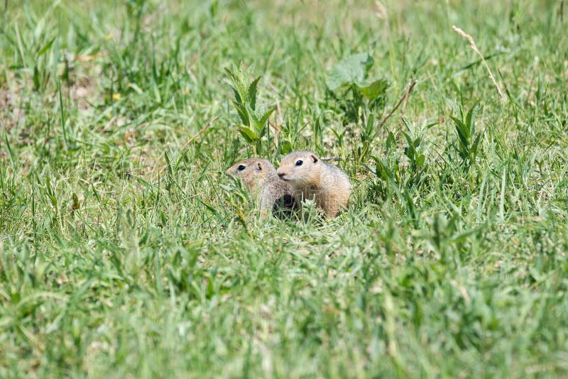 Two gophers sit side by side and look to one side in low green grass on a bright sunny day. Two gophers sit side by side and look to one side in low green grass on a bright sunny day.