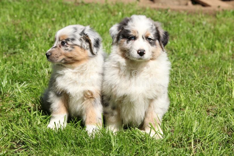 Two Gorgeous Puppies of Australian Shepherd Stock Photo - Image of ...