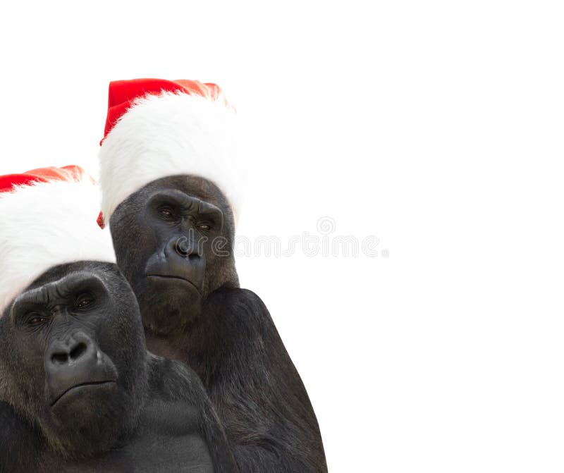 Gorilla Santa Hat Stock Photos Free & RoyaltyFree Stock Photos from