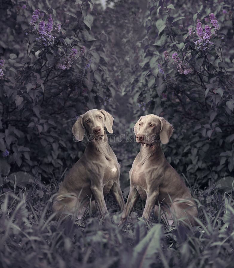 Two Weimaraner dogs with lilac bushes