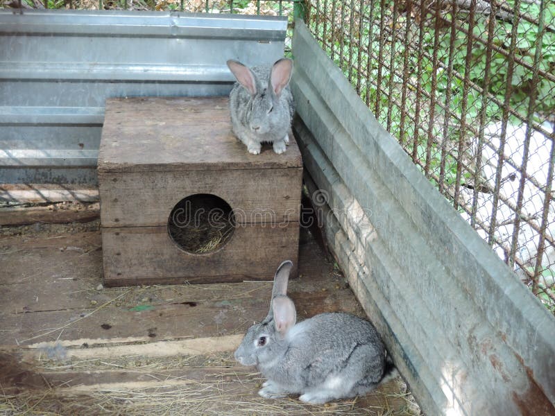Gray Rabbits In Cages On A Home Farm Stock Image Image of ears, greasy 152040599