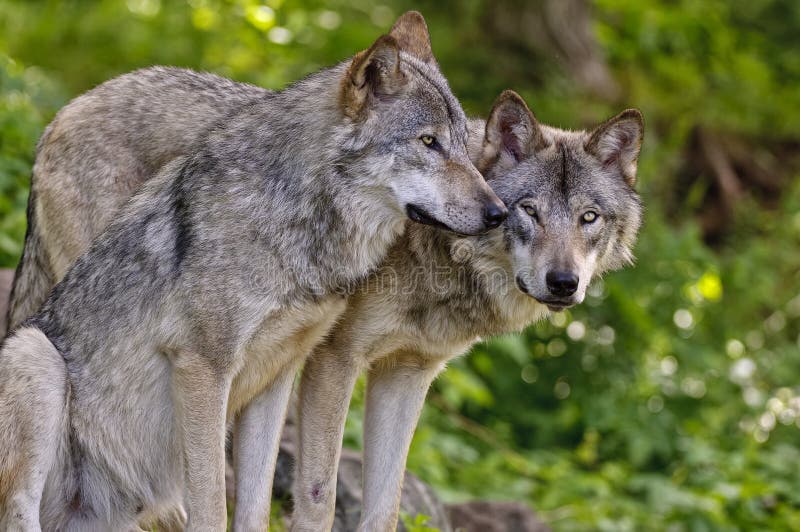 Two Gray or Timber Wolves are beside one another. One is sitting on it`s haunches and the other is standing looking into the camera. Two Gray or Timber Wolves are beside one another. One is sitting on it`s haunches and the other is standing looking into the camera.