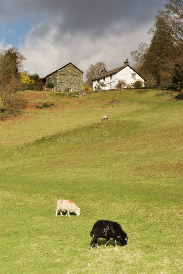 Two grazing sheep, farmhouse and barn